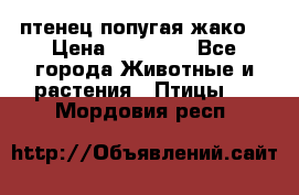 птенец попугая жако  › Цена ­ 60 000 - Все города Животные и растения » Птицы   . Мордовия респ.